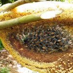Natural Mixed Flower Honey Price in Bangladesh