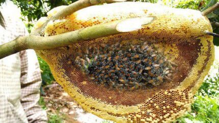Natural Mixed Flower Honey Price in Bangladesh